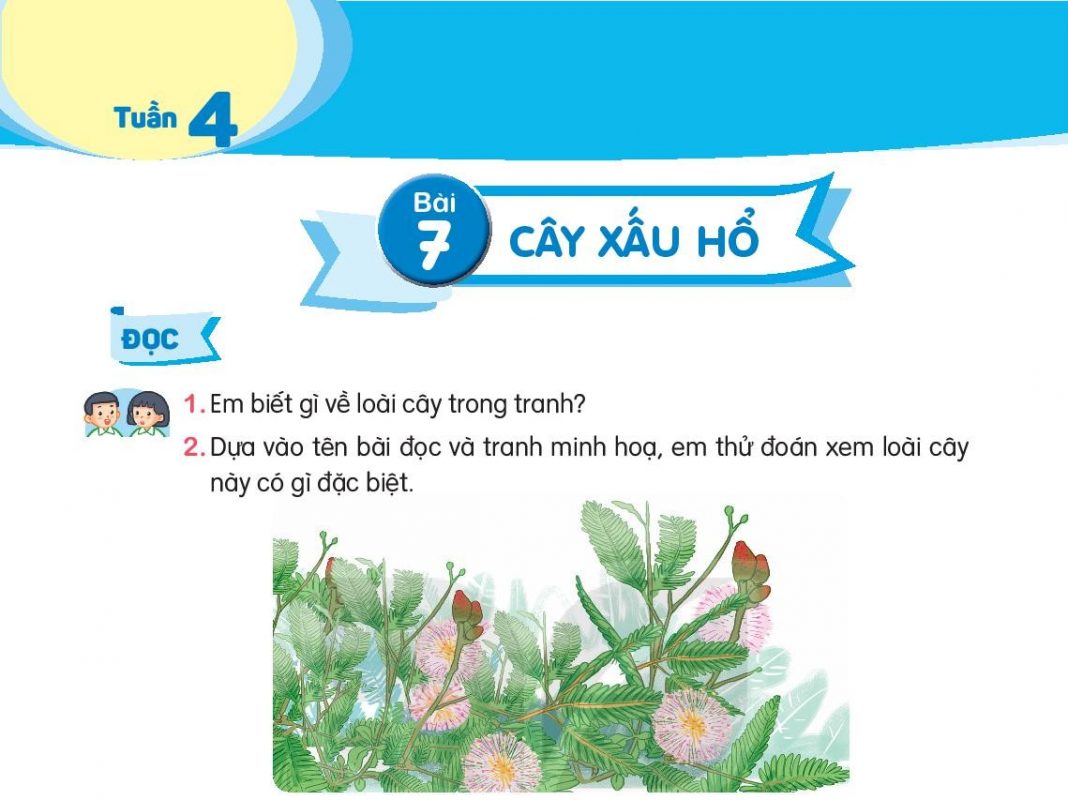 Bài 7 Cây xấu hổ - Em lớn lên từng ngày