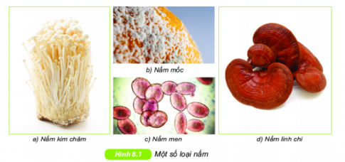 Bài 32: Nấm - Khoa học tự nhiên lớp 6