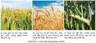 Địa lí ngành nông nghiệp - Địa li 10