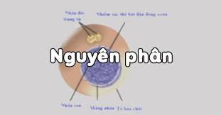 Nguyên phân - Sinh học lớp 9