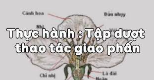 Thực hành Tập dượt thao tác giao phấn - Sinh học lớp 9